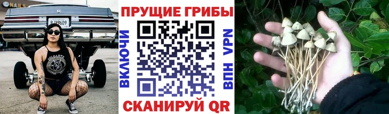 как найти закладки  Каменск-Шахтинский  Галлюциногенные грибы Psilocybe 
